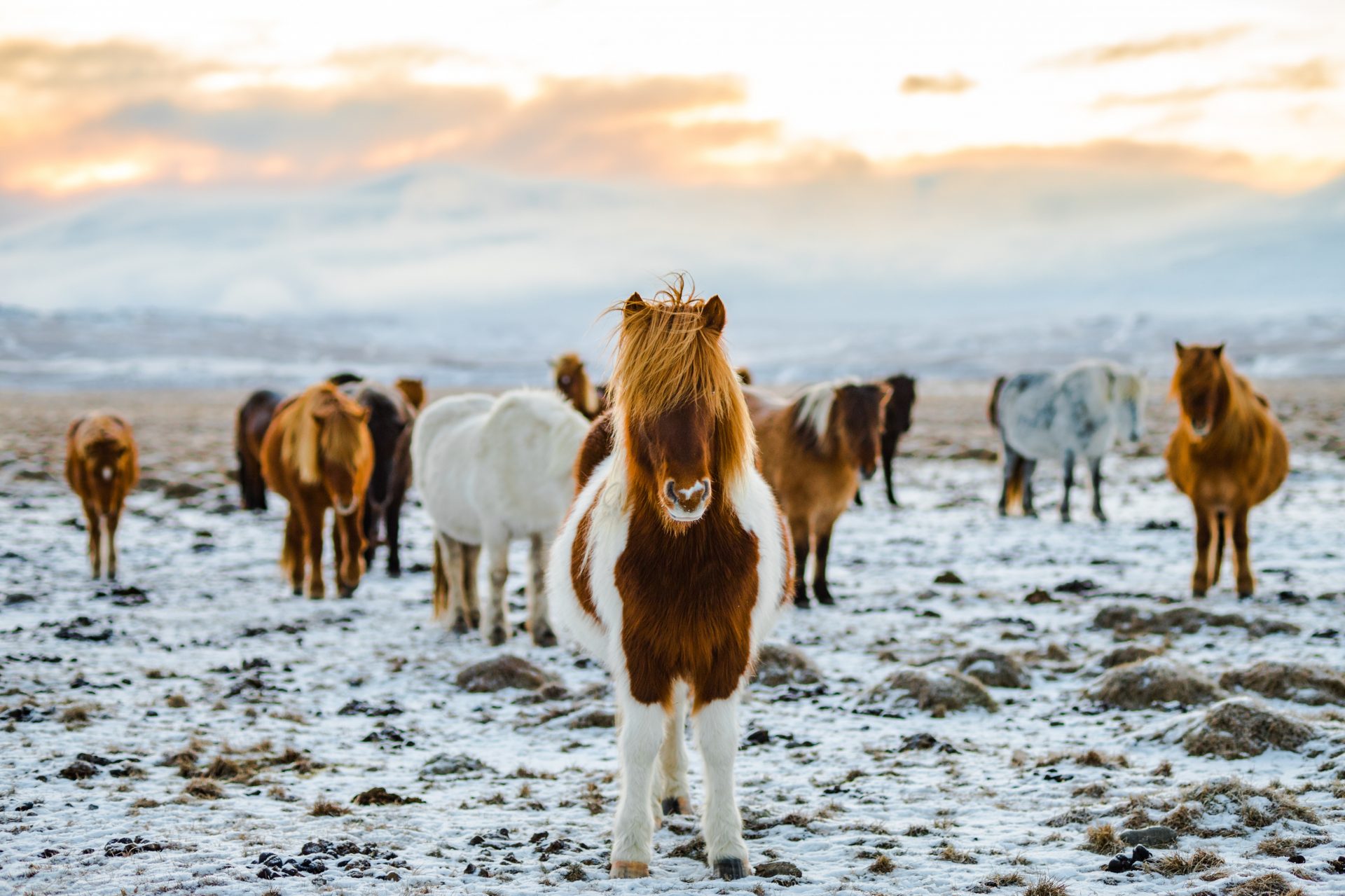 Країна ельфів, овець та льодовиків: 11 причин швидше поїхати в Ісландію