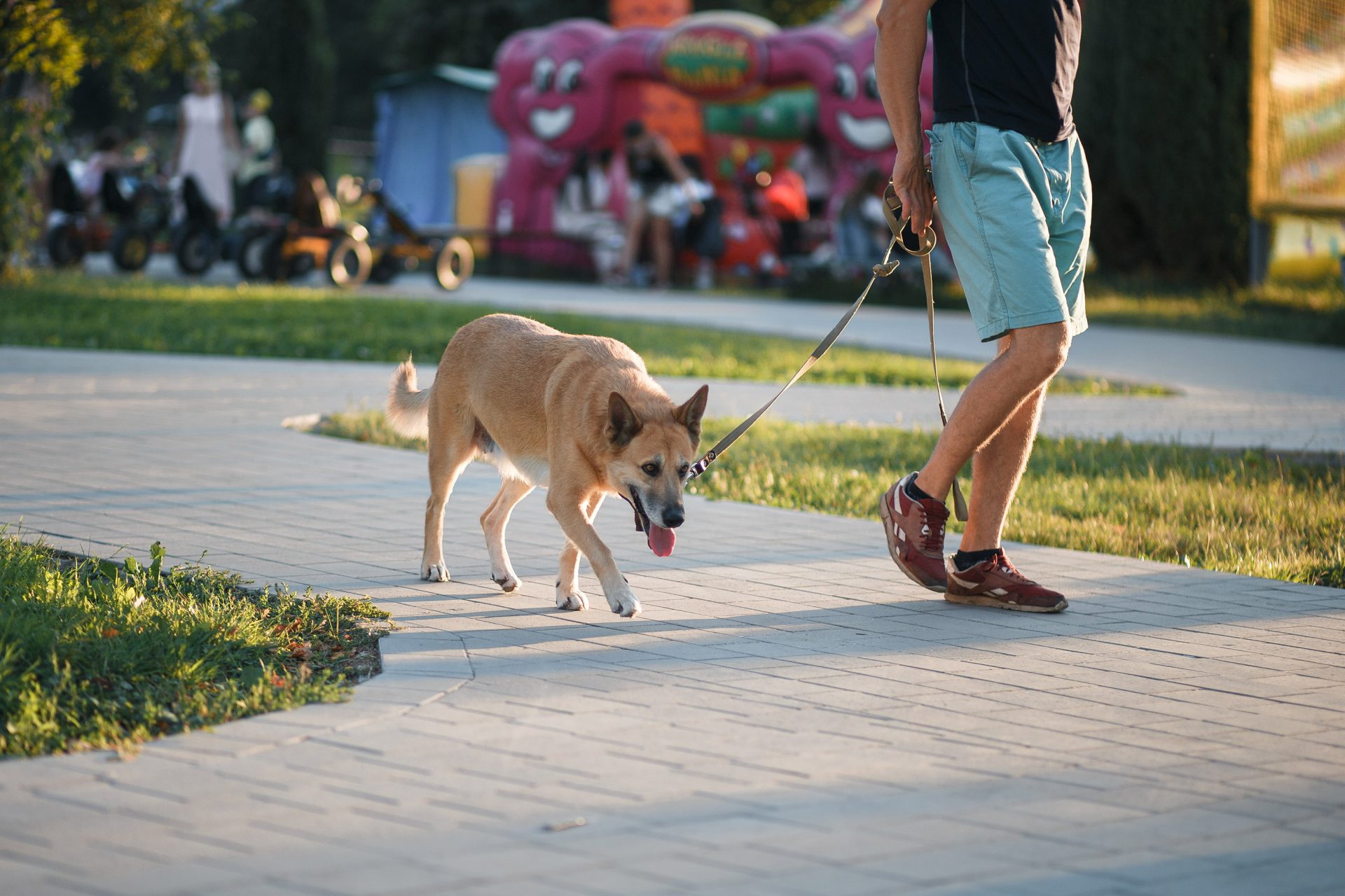 Як зробити Франківськ безпечнішим для собак?